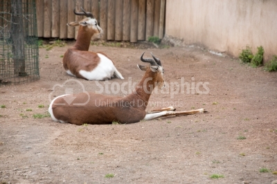 Antelope Lesser kudu