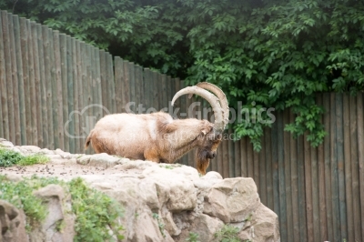 Aoudad (Barbary Sheep) resting on Rock