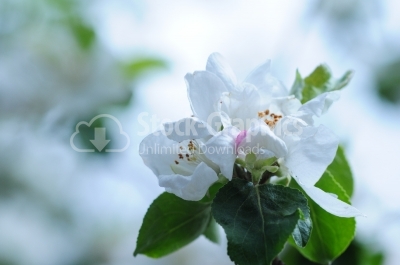 Apple blossoms in spring 