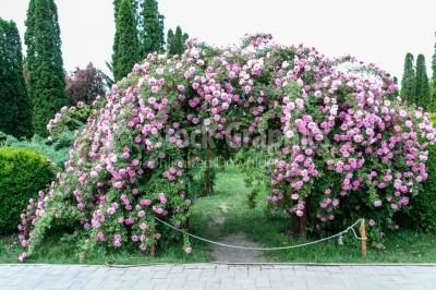 Arch of pink roses