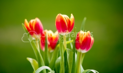 Beautiful bouquet of tulips. colorful tulips. tulips in spring,c