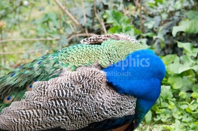 Beautiful peacock hidding his head