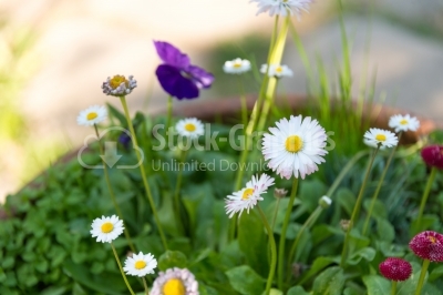 Beautiful pot of daisy flowers