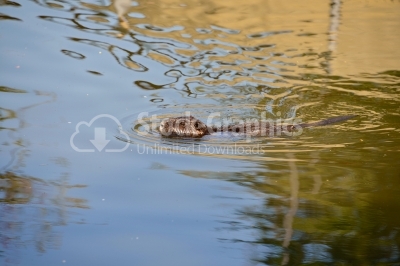 Beaver (Castor canadensis) swimming in calm water 
