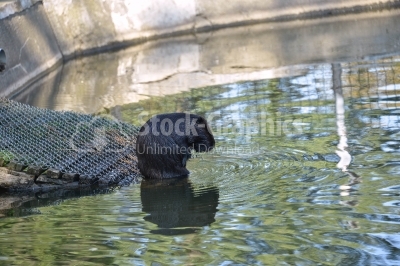 Beaver sitting on water