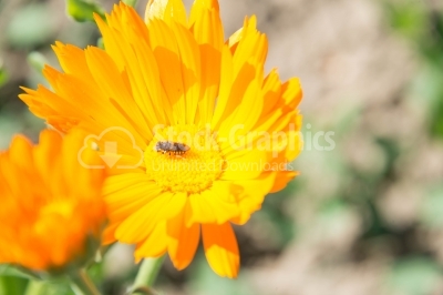 Bee on a daisy close-up