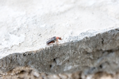 Beetle on stones