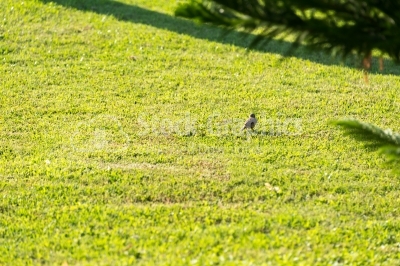 Bird on the lawn