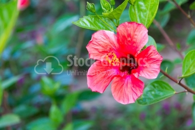 Blossomed red hibiscus
