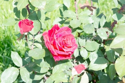 Blossomed red roses in summer