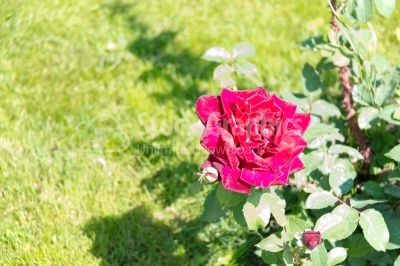 Blossomed, vibrant-coloured single rose 