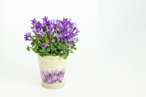 Blue Bell flower in pot free on white background