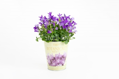 Bouquet of flowers in a nice pot