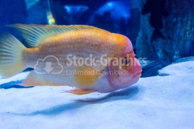 Bright aquarium fish citron 