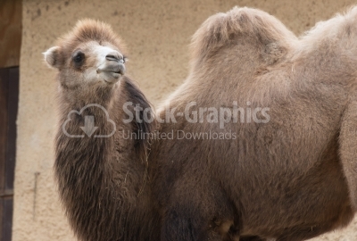 Brown camel with two humps