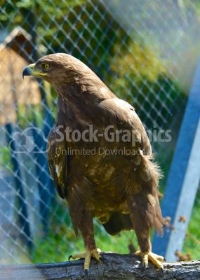 Brown Harris Hawk Predator Bird