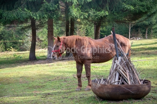 Brown horse standing on a glade in pine wood