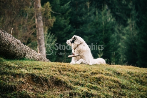 Bucovina Shepherd Dog