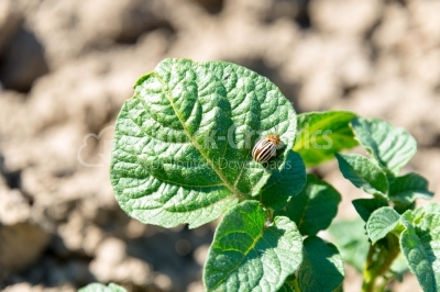 Bug on potato plant