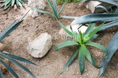 Cactus Plant in dry soil