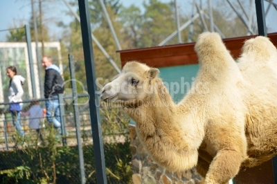 Camel on zoo
