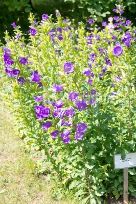 Campanula Medium purple flowers blooming 