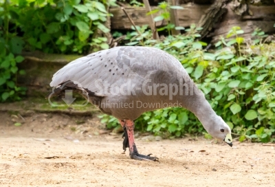 Chicken goose - Cape Barren goose 