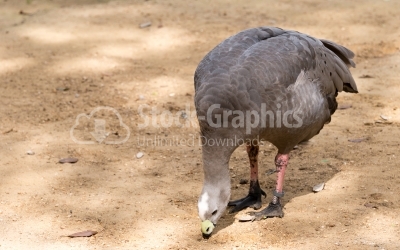 Chicken goose eating
