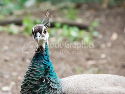 Close up of peahen