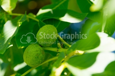 Close up of walnut fruits