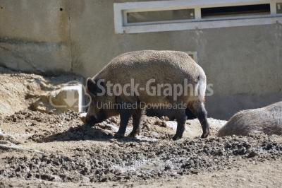 Close up wild pig in muddy wood-landscape.