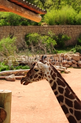 Close-up giraffe