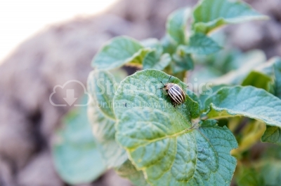 Close-up of a bug on potato