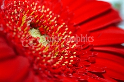 Closeup red flower gerbera
