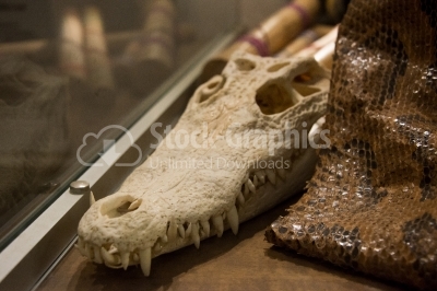 Crocodile skull 