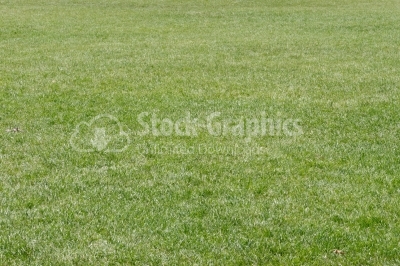 Cultivated healthy green grass