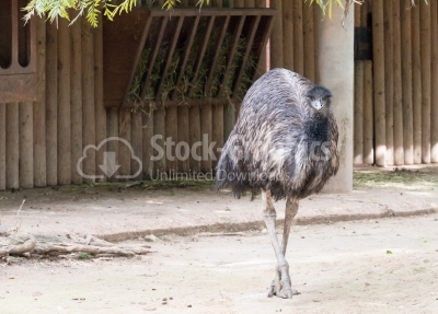 Curious emu
