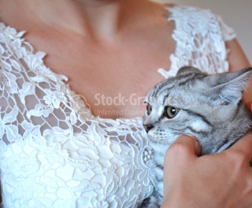 Cute cat on a bride's hand