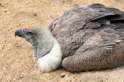 Detail of the head of a vulture