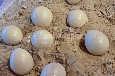 Dinosaur eggs in the nest