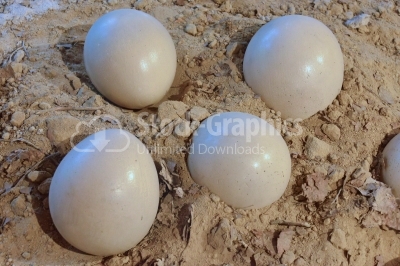 Dinosaur eggs in the nest