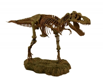 Dinosaur skeleton over white isolated background