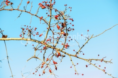 Dog-rose berries on sky background