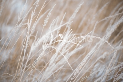 Dry grass in winter snow and frost