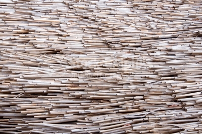 Dry reed texture background