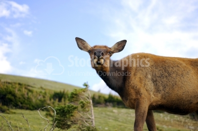 Female deer standing in the grass 