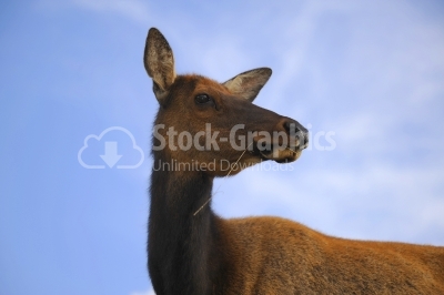 Female deer standing in the grass 