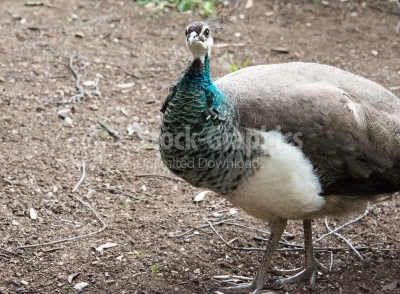 Female peacock (Pavus cristatus)