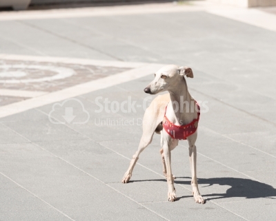 Female Spanish Galgo Dog