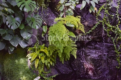 Fern and plant decorate on wall